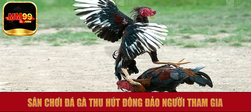 Sân chơi đá gà thu hút đông đảo người tham gia